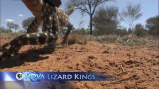 NOVA | Lizard Kings