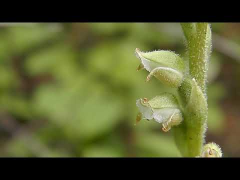 Close-up of a Rattlesnake Plantain Orchid Flowers