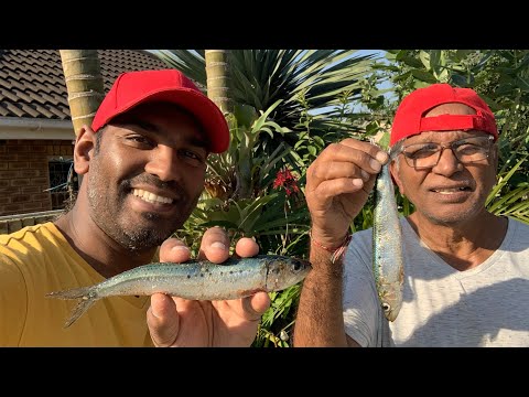 Fresh Fresh Sardines 😃🎣😃