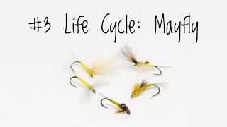 #3 Life Cycle: Mayfly - Fly Tying Tutorial
