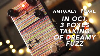 Video thumbnail for Animals Pedal In Oct,3 Foxes Talking of Dreamy Fuzz by Pedal of the Day