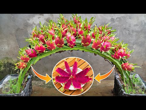 The secret to growing dragon fruit to produce plenty of fruit for the family to eat all year round
