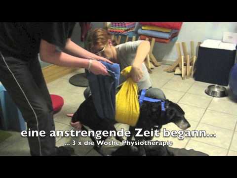 Rückenmarkinfarkt - Tierphysiotherapie dogsphysio von Sabine Harrer
