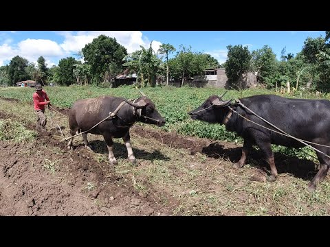 SE03EP010 Part 2 BAYANIHAN - PAG AARARO ng KAMOTE ( HARVESTING SWEET POPATO )San Pablo City, Laguna