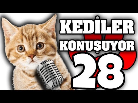 Konuşan Pisiler#28 - En Komik Kedi Videoları