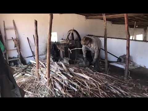 Engenho de cana fazendo rapadura.