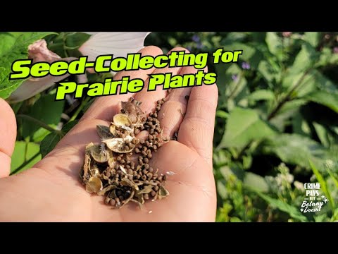 Seed-Collecting for Midwest Prairie Plants