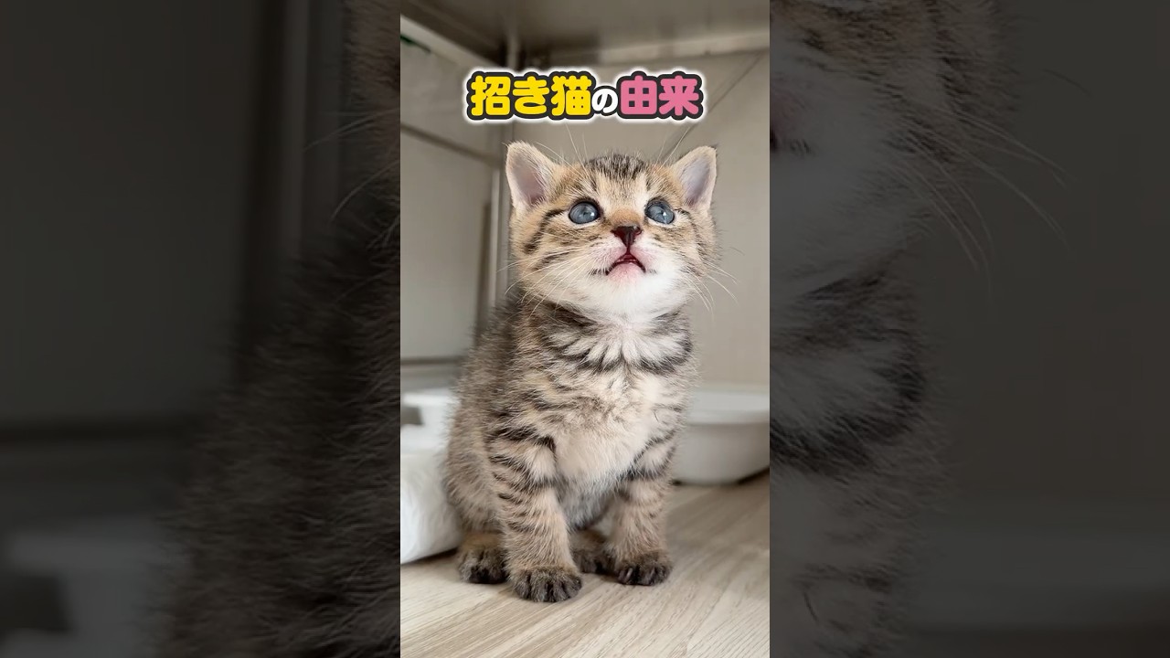 子猫のミルクは永遠に見れると思いませんか？！招き猫の由来はいろいろあるらしい【保護猫生活】