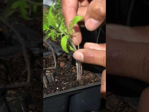 Do Not Thin Seedlings, DO This Instead!