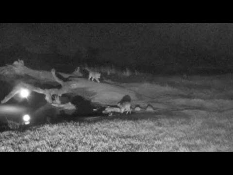 Djuma: Hosana male leopard makes LIVE kill on cam - 22:02 - 07/15/18