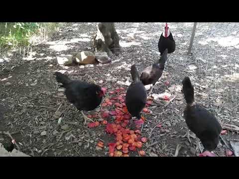 , title : 'White-faced Black Spanish Chickens eatig Tomatoes / aGRokota'