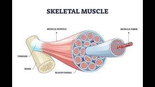 Types of Diseases of the skeletal muscle