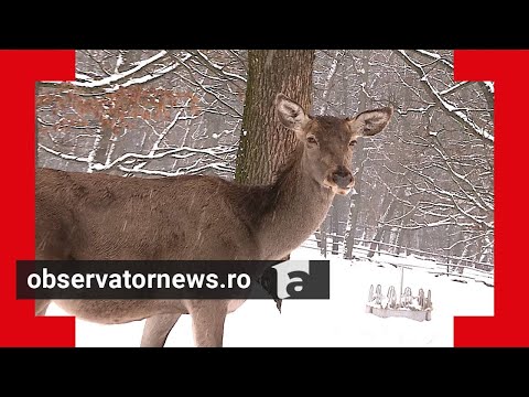 Un cerb carpatin a murit după ce a înghițit mănușa unui vizitator care îl hrănea