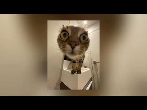 TATI — TATISIZE, PASHASNICKERS (1 час)