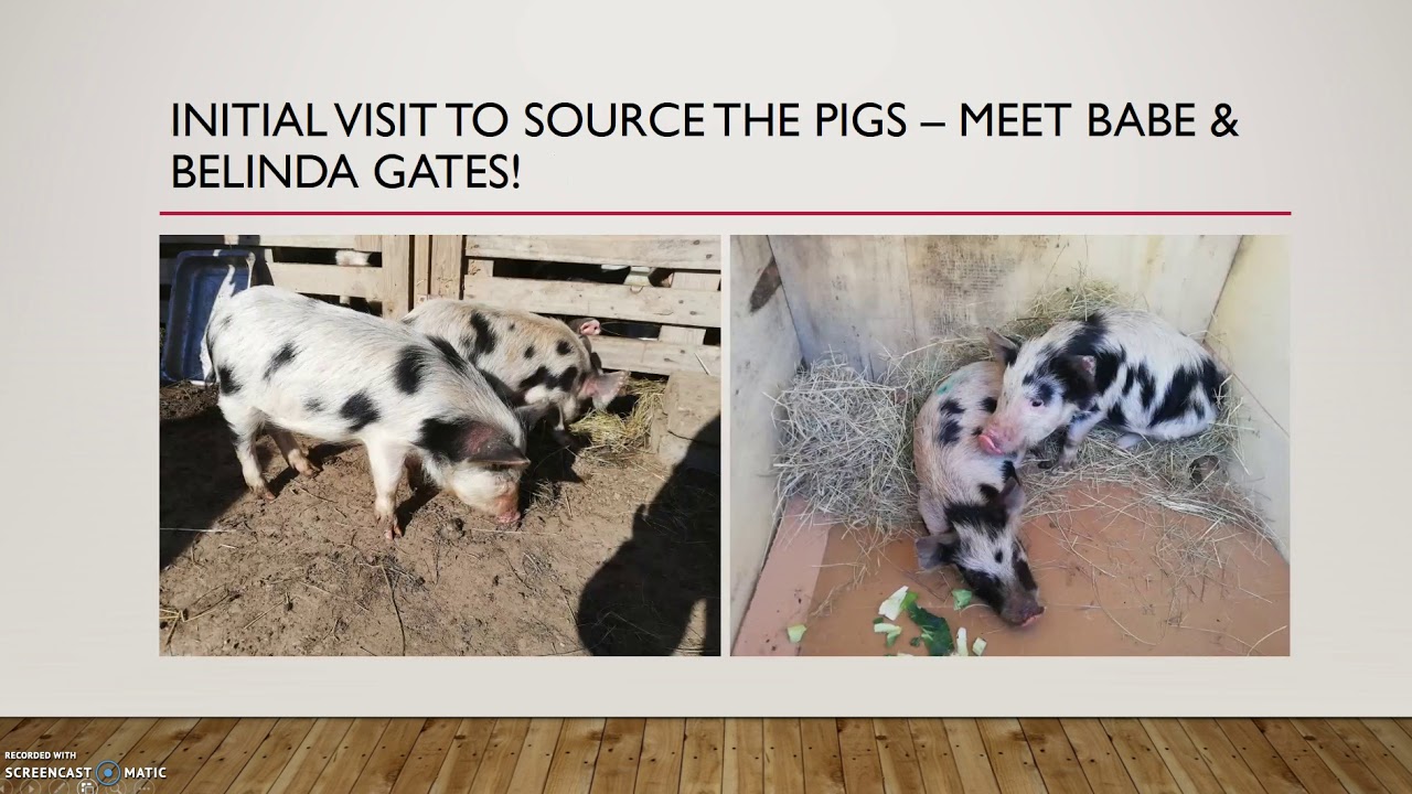 Pig Farm (2019) - Meet Babe & Belinda Gates