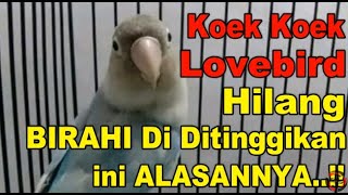 Download lagu LOVEBIRD koek koek Hilang dengan 3 CARA INI pemula wajib tau mp3