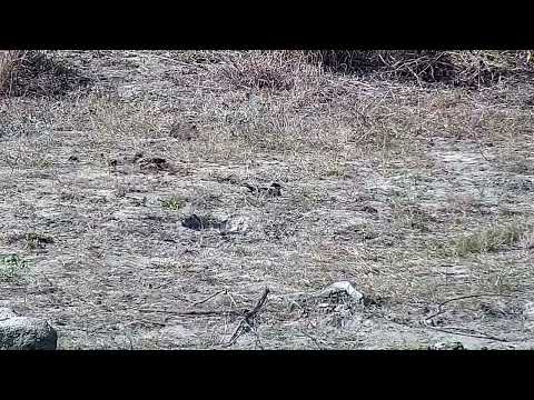 Djuma: Blacksmith Lapwing still sitting on the nest - 14:33 - 08/05/2022