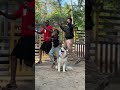 Husky Dance OG Shorts Funny Comedy Trending