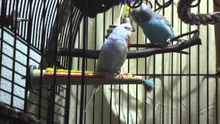 My Birds listening to Drunk daddy by Cherry Poppin Daddies.MP4