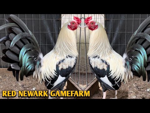 Joe Goode Grey Penny hatch Kelso - RED NEWARK FARM