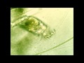 Rotifer HD At 720p Video Taken By Tucsen 3 0MP CMOS Microscope Camera Using TSView Software