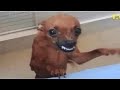 Memes But Try Not To Smirk Or Giggle