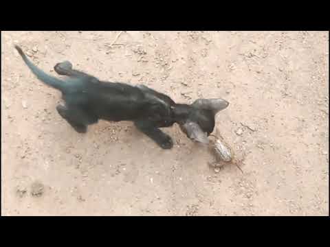 cat vs crab🦀 funny 😂😂 vedio||pedegree||(@satyaflytv2453 )