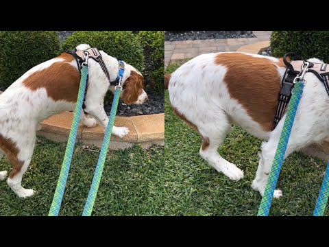 Shaking Dog Hesitates to Confront Tiny Lizard
