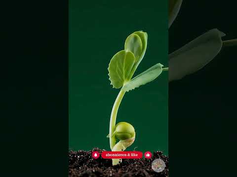 Wilde Ecke anlegen: In 30 Minuten zum perfekten Mini-Biotop