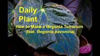 How to Make a Begonia Terrarium (feat. Begonia pavonina)