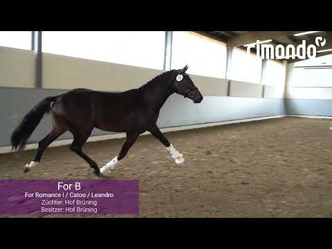 Hannoveraner Zuchtstutenprüfung mit Prämierung in Bruchhausen-Vilsen 2021