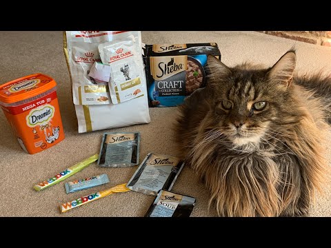 What Do Maine Coon Cats Eat?