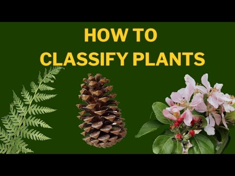 Learn Plant Classification |  The Plant Kingdom