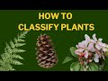 Learn Plant Classification The Plant Kingdom
