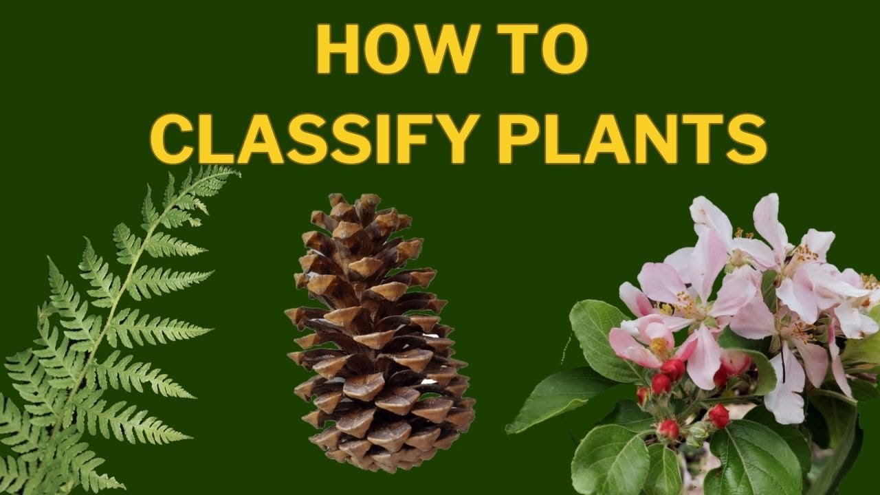 What is plant classification system? More REF