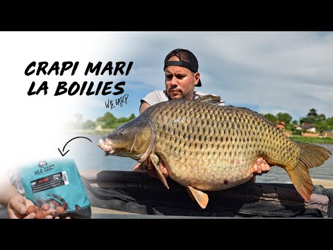 Crapi mari la boilies cu echipa WLC Carp | MV2