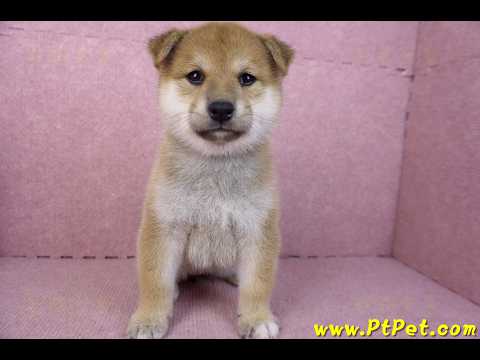 12/10赤色柴犬母幼犬(桃園龍潭)