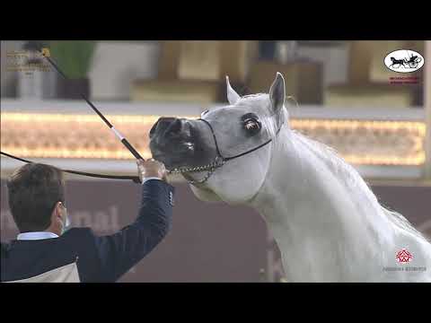 N 252 AL MILAN   Katara International Arabian Horse Festival   Stallions 11+ Years Old Class 12