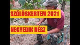 Szőlőskertem  2021 - negyedik rész -  a csemegeszőlő ősszel