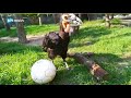 Dieren spelen met voetballen in Hoenderdaell