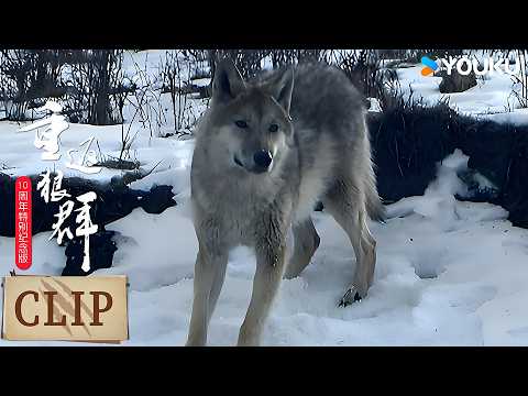 格林变身&ldquo;走读狼&rdquo;，李微漪用压缩饼干换格林储备的野兔 | 重返狼群 10周年特别纪念版 | 优酷纪实人文 YOUKU DOCUMENTARY