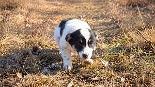 We Found a Small Puppy In The Middle Of The Road and Couldn't Leave Him