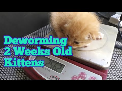Deworming of 2 Weeks Old Kittens