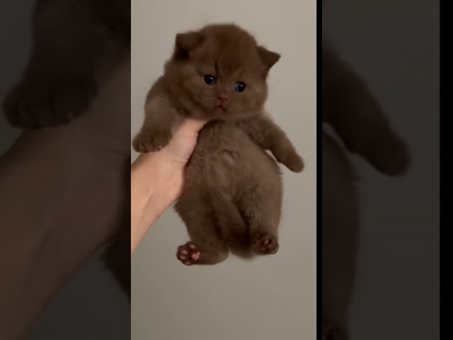 قطه برتش شورت هير سينامون (انثى)