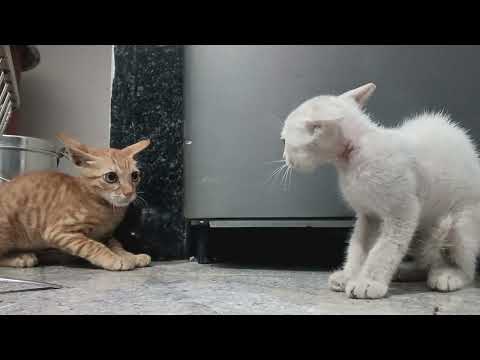 Golden cat v/s white cat real fight @Supreetshorts-j6x 