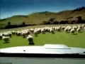 FUNNY COW ADVERT