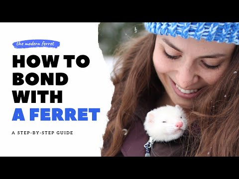 YouTube video about: How to bond with your ferret?