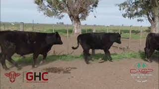 9 Novillitos de 300 kg - Grupo de Hacienda Cooperativo - Plaza Ganadera