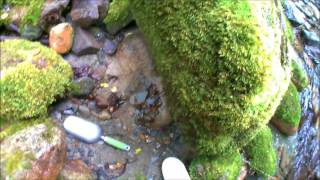 part 2 Lyell gold prospecting with Ryan