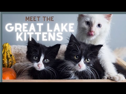 Meet the Great Lake Kittens!